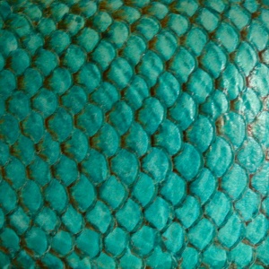 Tilapia Fish Leather