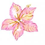 How to Paint a Hibiscus