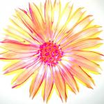 Multi-colored Daisy